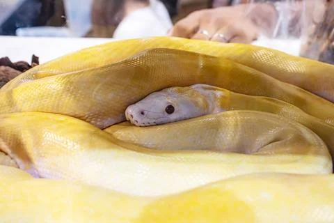 Ball python Stock Photos