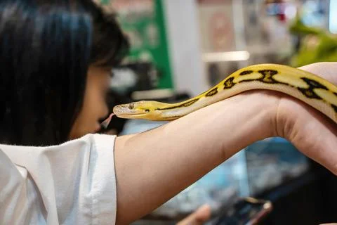 Ball python 스톡 사진