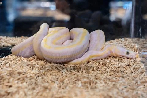 Ball python 写真素材