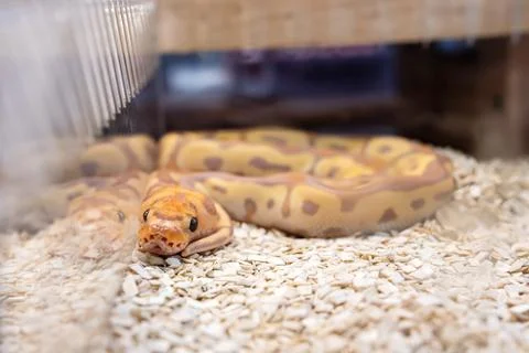 Ball python Foto stock