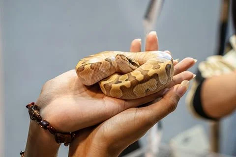 Ball python Foto stock