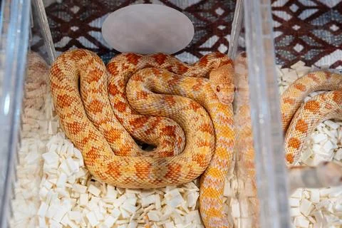 Ball python Stock Photos