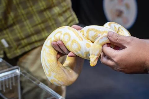 Ball python Stock Photos