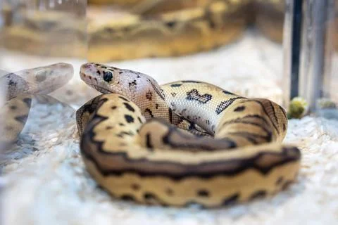 Ball python Stock Photos