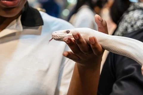 Ball python Stock Photos