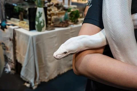 Ball python 스톡 사진