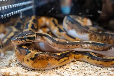 Ball python Photos