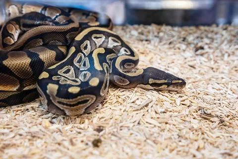 Ball python Foto stock