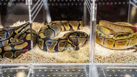 Ball python 스톡 사진