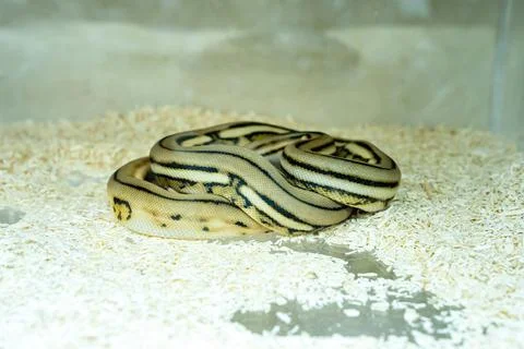 Ball python Photos
