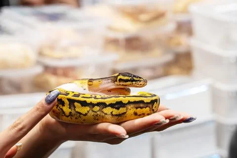 Ball python 스톡 사진