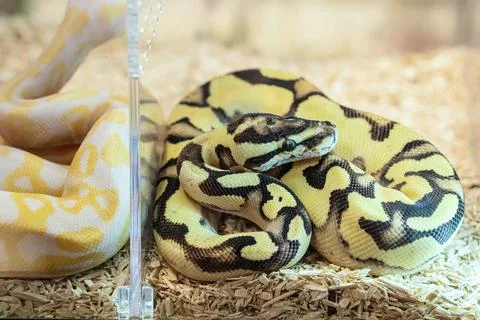 Ball python Stock Photos