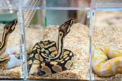 Ball python Stock Photos