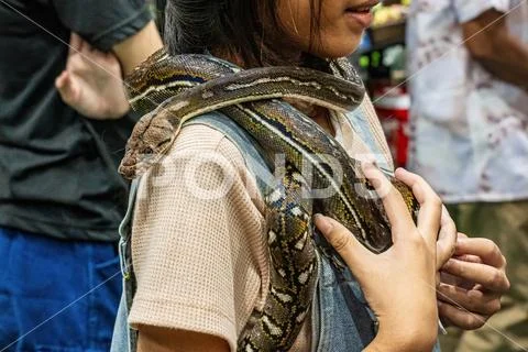Ball python Stockfoto's