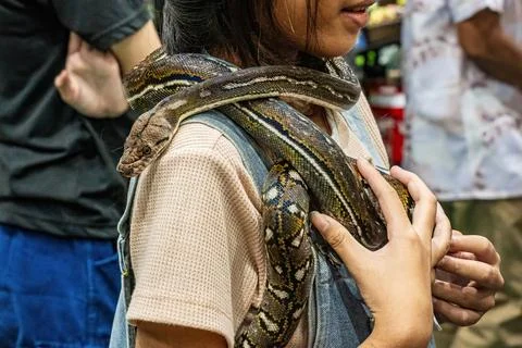 Ball python Stock Photos