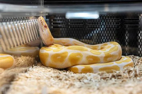 Ball python Photos