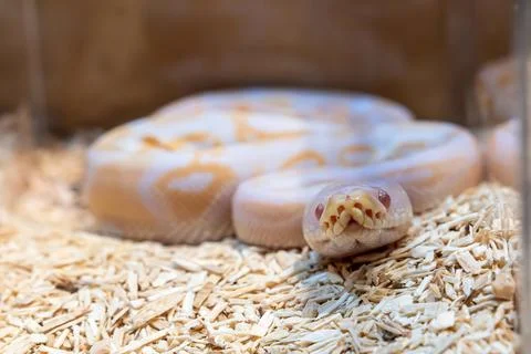 Ball python Foto stock