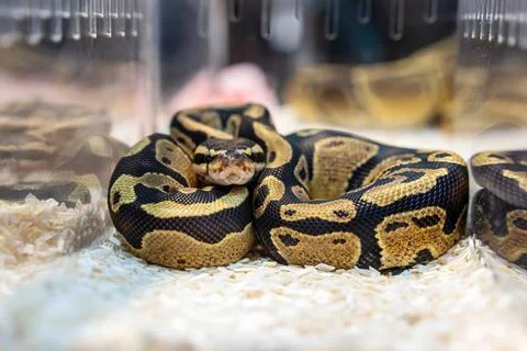 Ball python Stock Photos