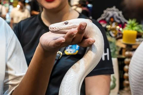 Ball python Photos