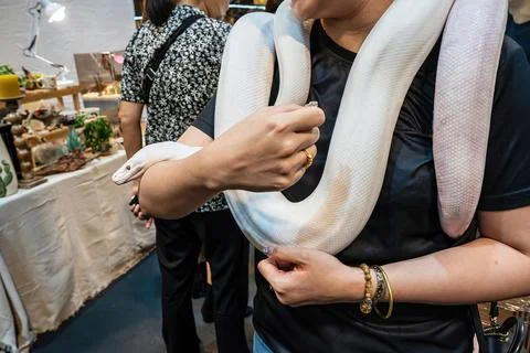 Ball python Foto stock