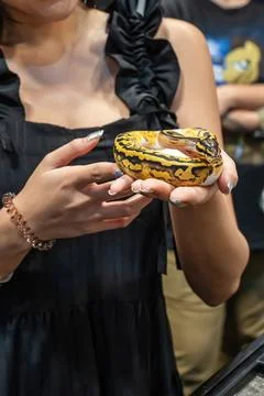 Ball python Stock Photos