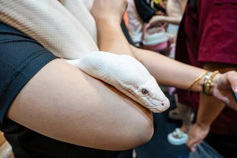 Ball python Stock Photos