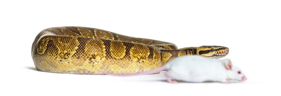 Ball python playing with a white mouse, Python regius, isolated Stock Photos