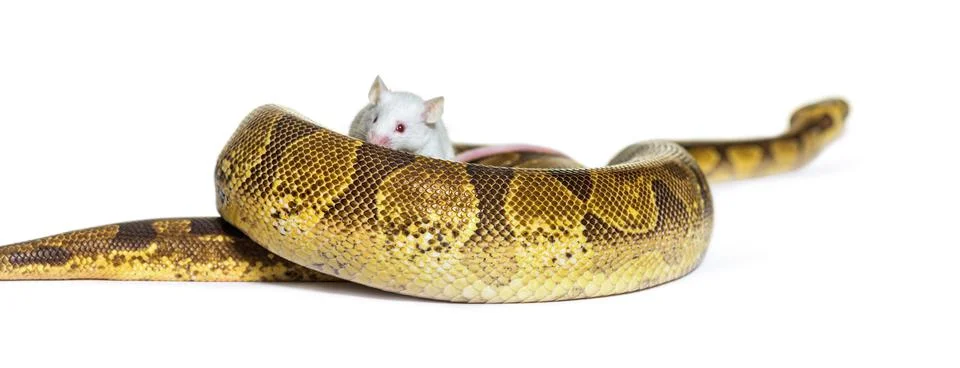 Ball python playing with a white mouse, Python regius, isolated Stock-Fotos
