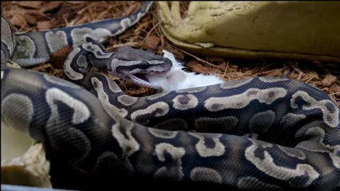Ball python is positioning itself better to swallow the rat. Stockbeeldmateriaal 334761853