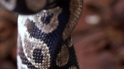 Ball Python Pushing Down its Prey HD 库存影片 7748038