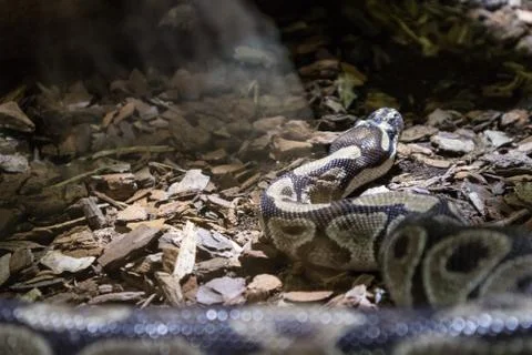 The ball python, Python regius, also known as the royal python Foto stock