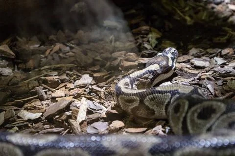The ball python, Python regius, also known as the royal python The ball py... Stock-Fotos