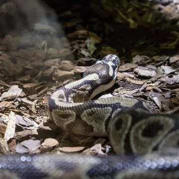 The ball python, Python regius, also known as the royal python The ball py... 写真素材