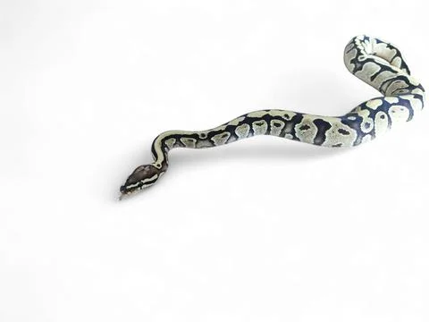 The Ball Python (Python regius) also called the Royal Python Stock-Fotos