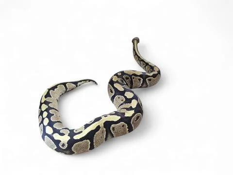 The Ball Python (Python regius) also called the Royal Python 写真素材