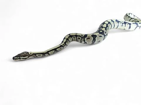 The Ball Python (Python regius) also called the Royal Python Stock-Fotos