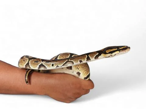 The Ball Python (Python regius) also called the Royal Python Stock-Fotos
