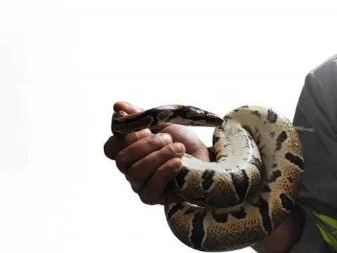 The Ball Python (Python regius) also called the Royal Python Stock-Fotos