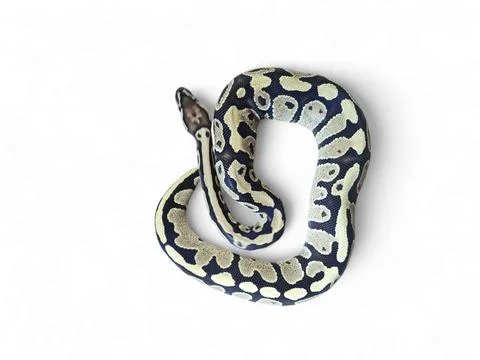 The Ball Python (Python regius) also called the Royal Python Photos