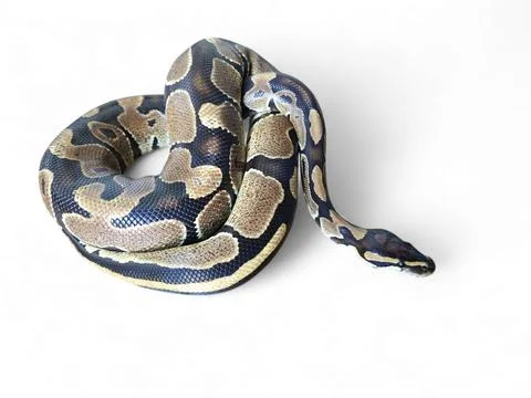 The Ball Python (Python regius) also called the Royal Python 写真素材