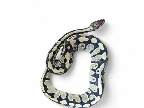 The Ball Python (Python regius) also called the Royal Python Stock-Fotos