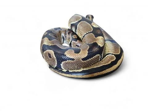 The Ball Python (Python regius) also called the Royal Python Stock-Fotos
