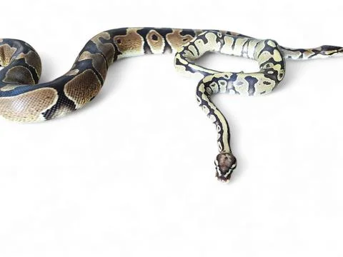 The Ball Python (Python regius) also called the Royal Python Stock-Fotos