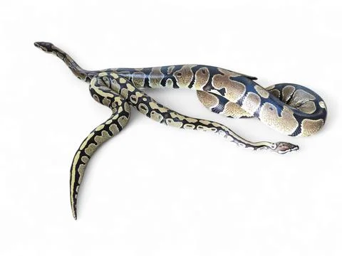 The Ball Python (Python regius) also called the Royal Python 写真素材