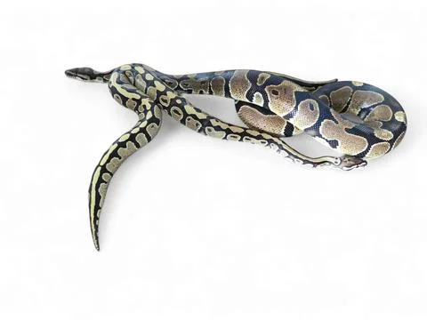 The Ball Python (Python regius) also called the Royal Python Stock-Fotos