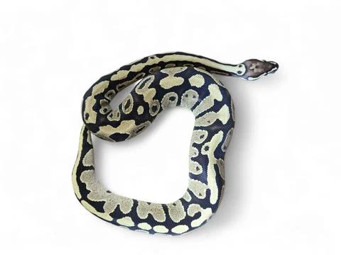 The Ball Python (Python regius) also called the Royal Python Stock-Fotos
