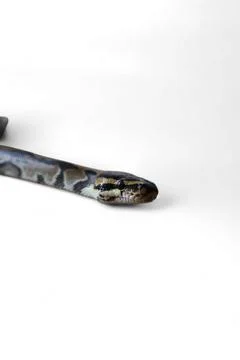 The Ball Python (Python regius) also called the Royal Python Stock-Fotos