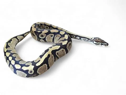 The Ball Python (Python regius) also called the Royal Python Stock-Fotos