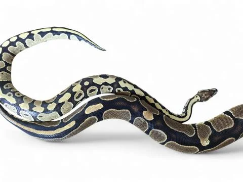 The Ball Python (Python regius) also called the Royal Python Stock-Fotos