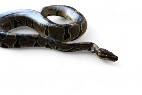 The Ball Python (Python regius) also called the Royal Python Stock-Fotos
